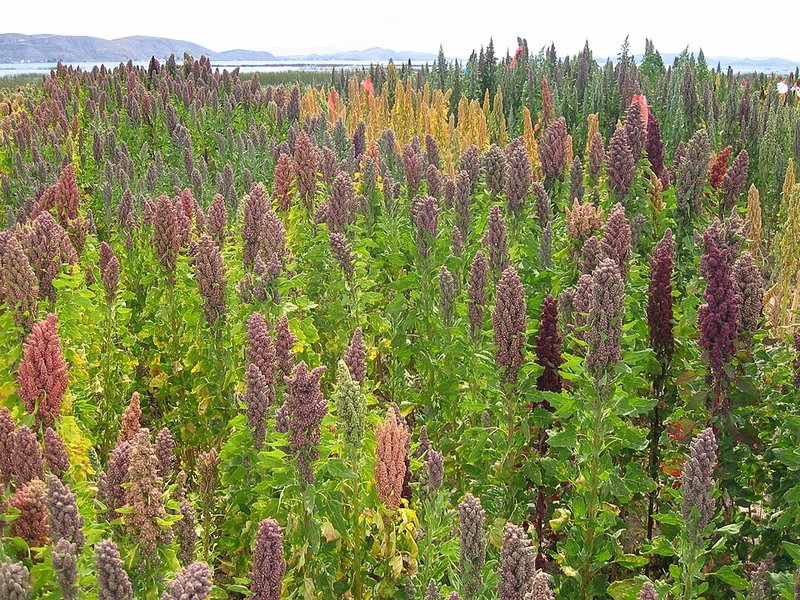 Quinoa — imagen 2